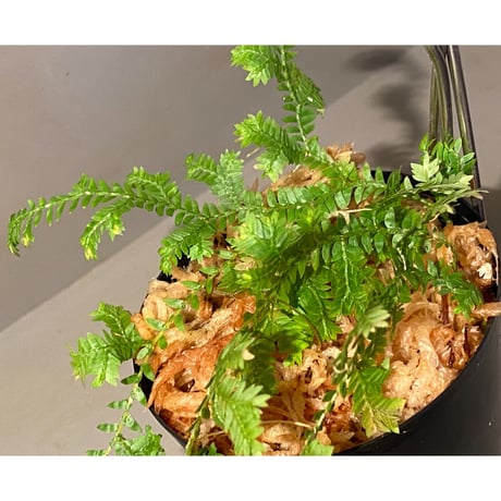 Selaginella sp. from Iquitos Peru [tanakay]