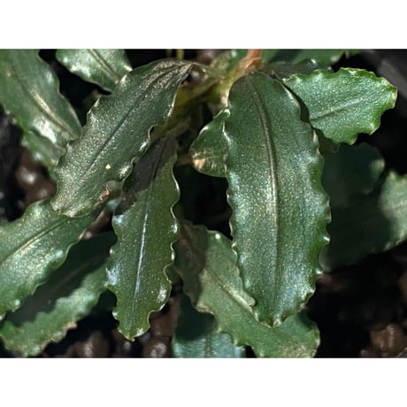 Bucephalandra sp. "Pakak 3" [MF0417-5A]
