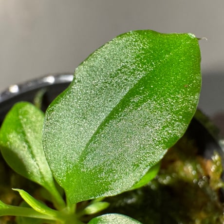 Homalomena sp. from Solok sumatera [LA0214-3]