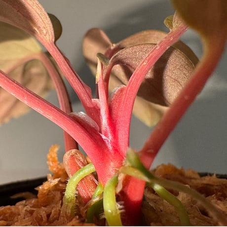 Homalomena sp. "Silver Red" from Peninsular Malaysia [AZ0515-4]