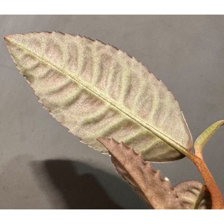 Labisia sp.