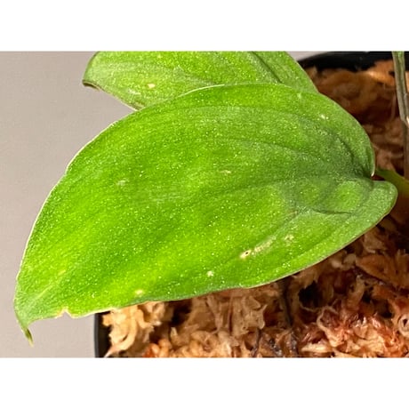 Homalomena sp. from Ranau [TK210217]