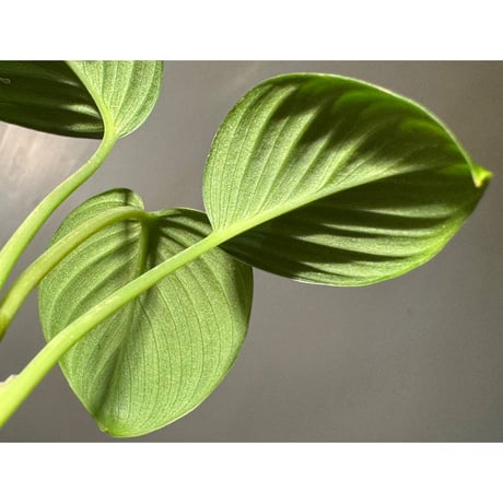 Homalomena sp. "Aceh selatan" Aceh Sumatra [TB] ②