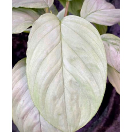 Homalomena sp. "Kayu Lapis" White Kal-barat [TB]