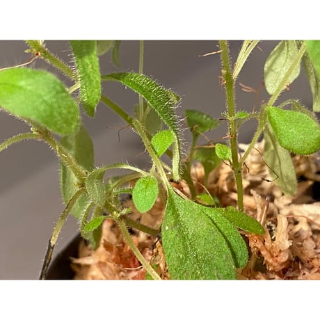 Codonoboea sp. from Sumatera barat [LA0317-01]