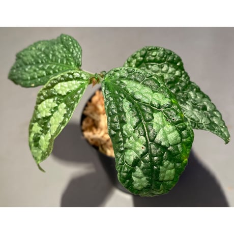 Elatostema sp. (Sri Lanka?)
