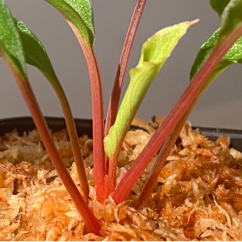 Homalomena sp.竜鱗 Riau【LA0815-01】ホマロメナ LA_熱帯草屋 on X: 