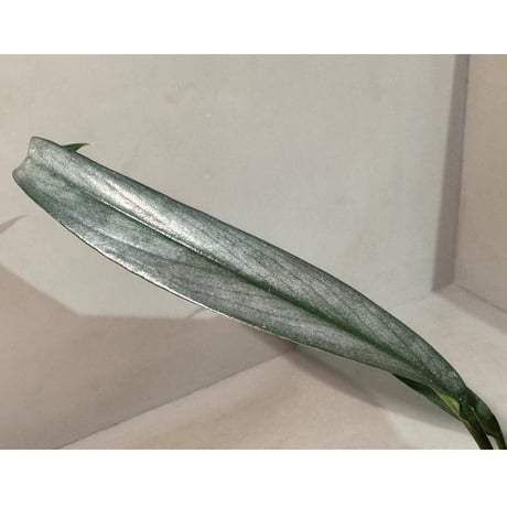 Schismatoglottis sp. "Narrow" from Kpg Lui Muda [AZ0412-3]