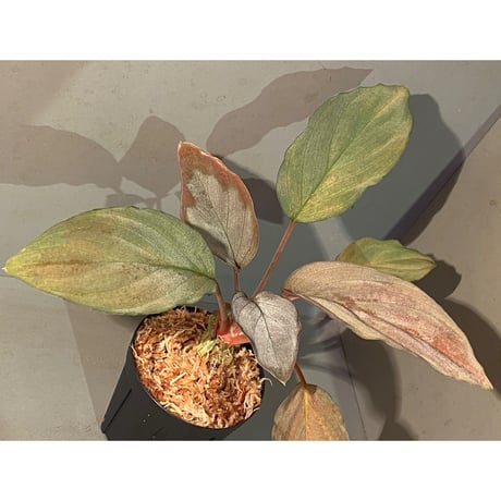 Homalomena sp. "Sapphire Velvet" from Kepulauan Riau [KN]