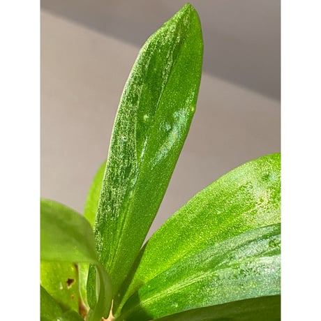Schismatoglottis sp. "初霜錦" from Murung raya [LA0515-05]