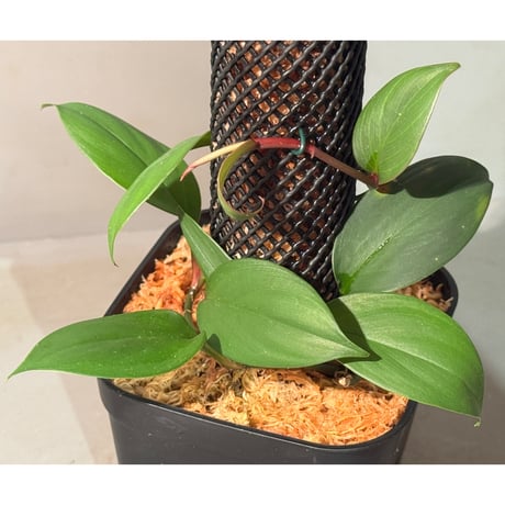 philodendron | STORES philodendron | STORES