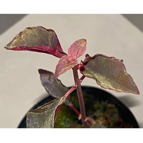 Melastoma sp. from Sibolga
