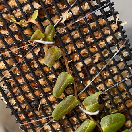 Marcgravia sp. "Bronze"