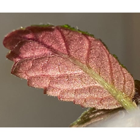 Nautilocalyx sp. 伊藤蟻植物農園