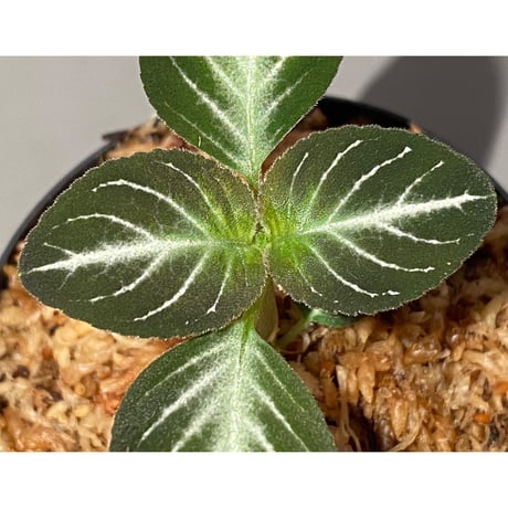 Gesneriaceae gen. from Kalimantan Barat