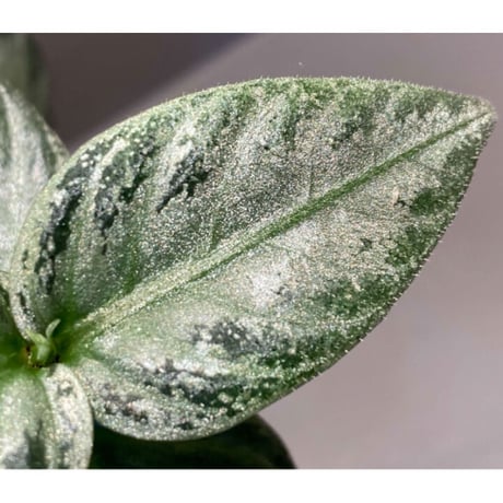 Argostemma bifolium from Bukit Larut [TK130717]