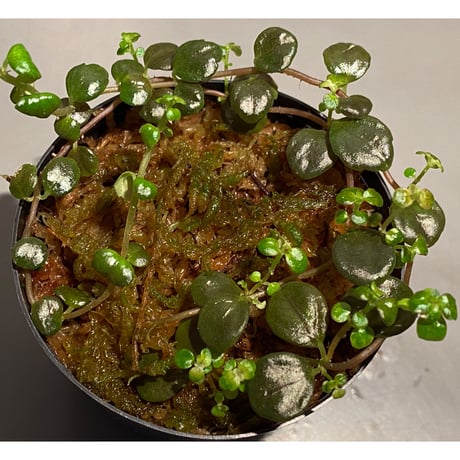 Pilea imparifolia from Iquitos Peru [tanakay]