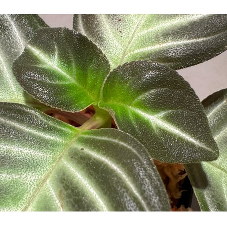 Gesneriaceae gen. from Kalimantan Barat