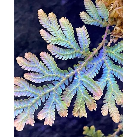 Selaginella willdenowii 伊藤蟻植物農園