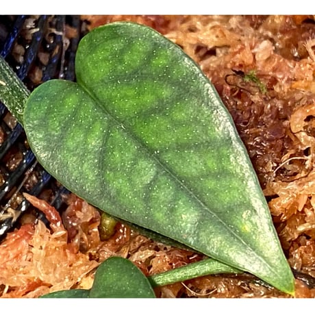 Philodendron sp. from Venezuela [tanakay]