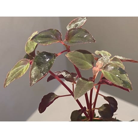 専用希少❣️Melastoma sp. Sibolgaメラストマ　シボルガソネリラ 専用希少❣️Melastoma sp. Sibolgaメラストマ シボルガソネリラ