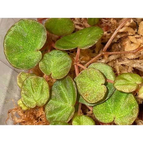 Begonia lichenora (sp.Mini) from Kalimantan Sarawak border [LA]