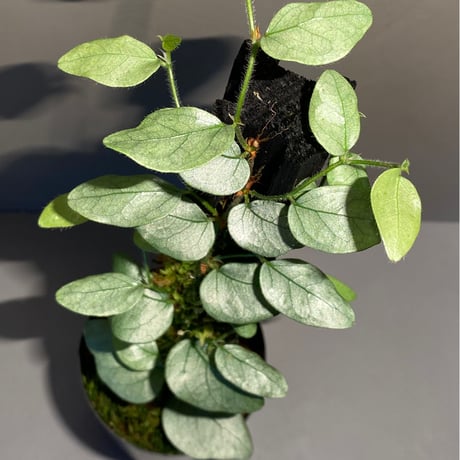 Ficus sp. from Murung raya [LA0515-05]