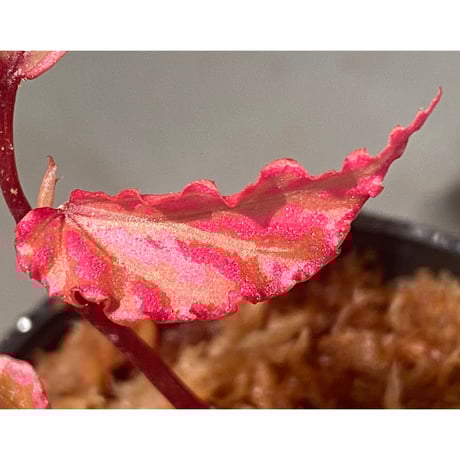 Begonia sp. "Crazy pink" from Lampung sumatera [LA1118-03]