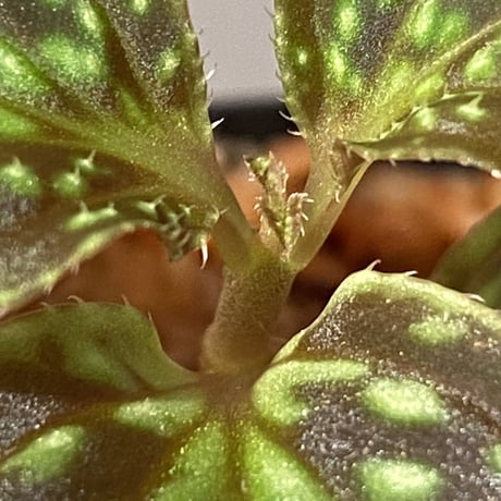 Sonerila sp. from Vietnam