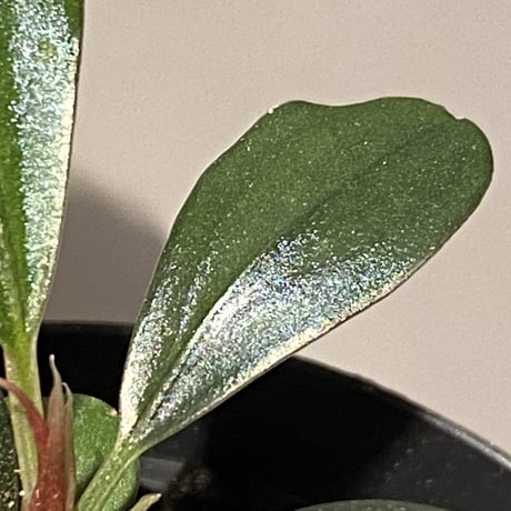 Bucephalandra sp. "Black Pearl"