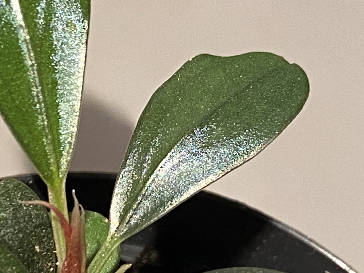 Bucephalandra sp. Black Pearl希少種★美株大株 Bucephalandra sp. Black Pearl希少種☆美株大株