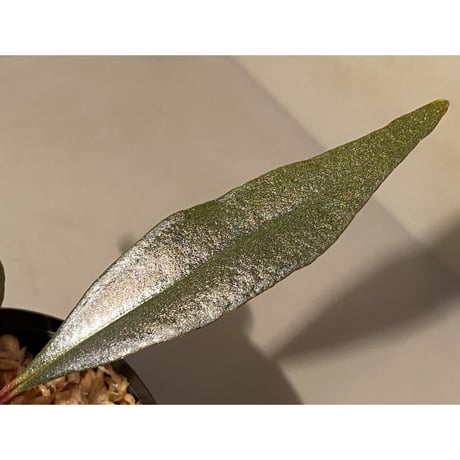 Medinilla sp. from Irian Jaya Papua