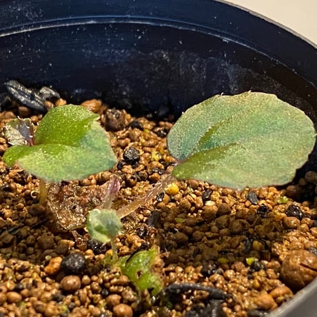 Begonia sp. from Bac Kan [YH1117] TK