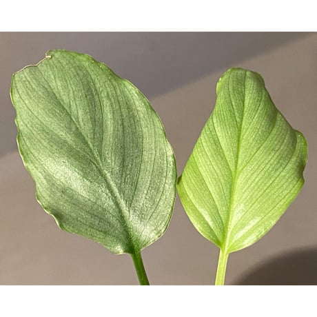 Homalomena sp. "Green" from Bogor