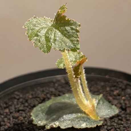Begonia sp. from Tuyen Quang [YH1117] TK