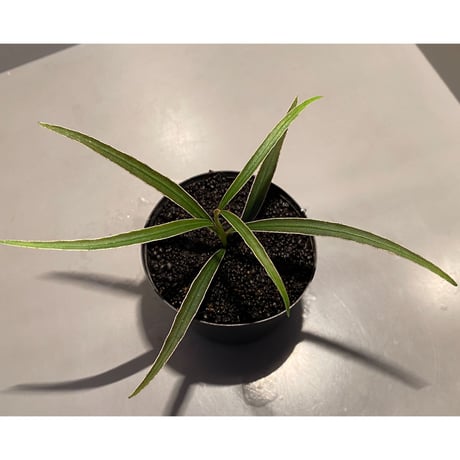 Ardisia sp. from Kapuas Hulu Kalimantan barat