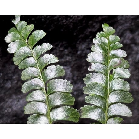 Lindsaea oblanceolata from Aceh sumatera