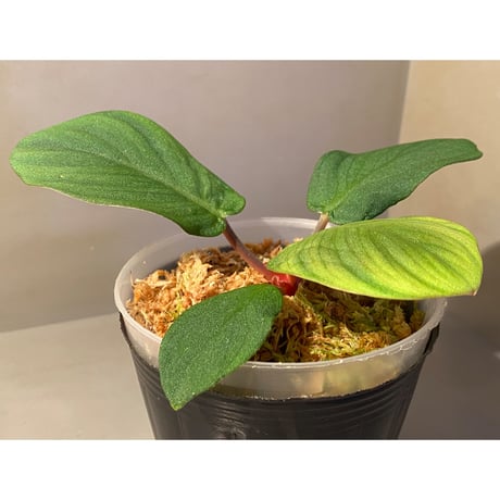 (大株) Homalomena sp. "Tutut" from Meulaboh [AZ0119-4]