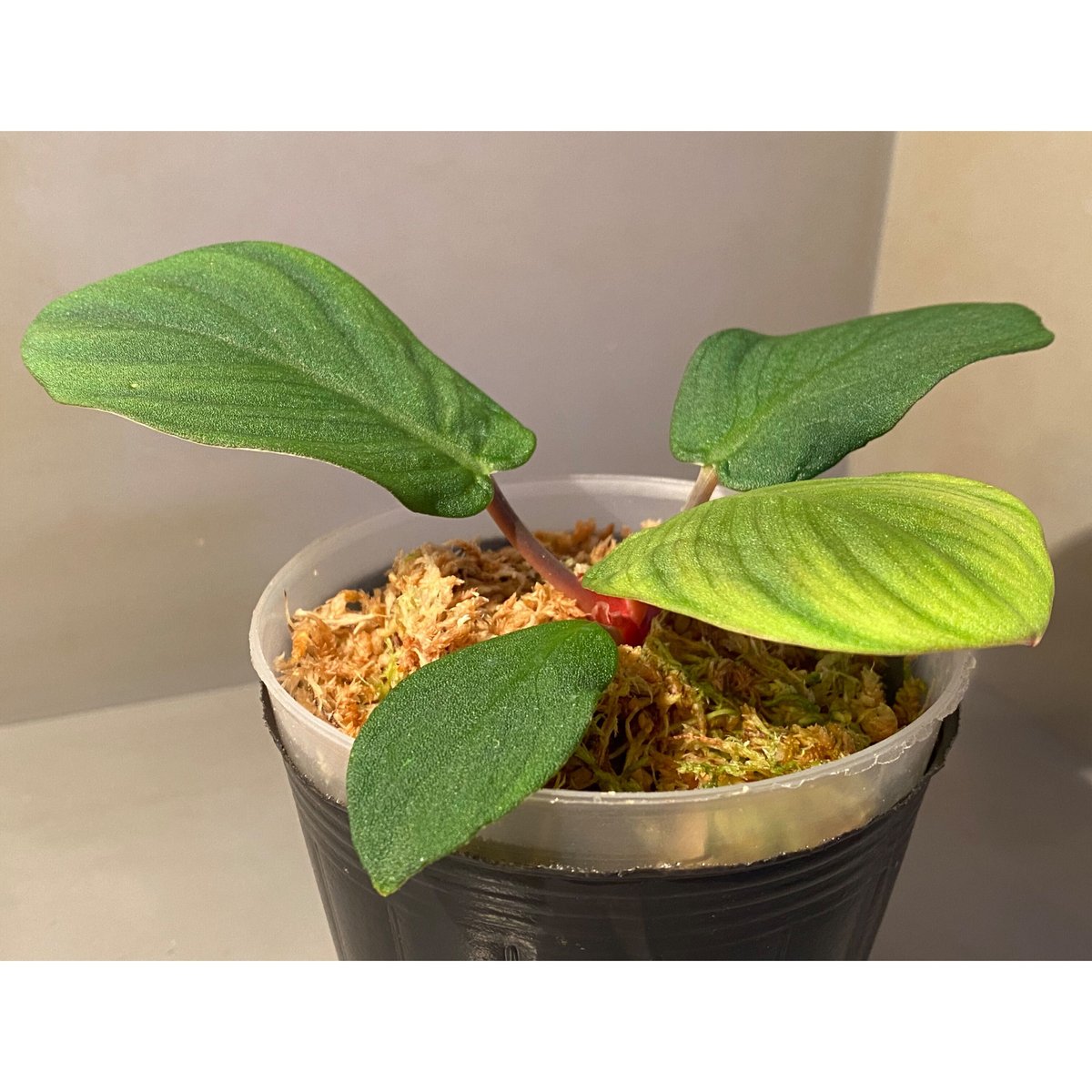 Homalomena Tapanuli tengah そだつ TB2401 正規タグ付き