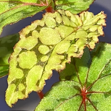 Begonia chlorosticta (Green) from Borneo Sarawak