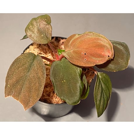 Homalomena sp. Red "Sabah-6" [R0515-03a] ②