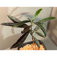 Labisia sp. from Kapuas hulu West Kalimantan