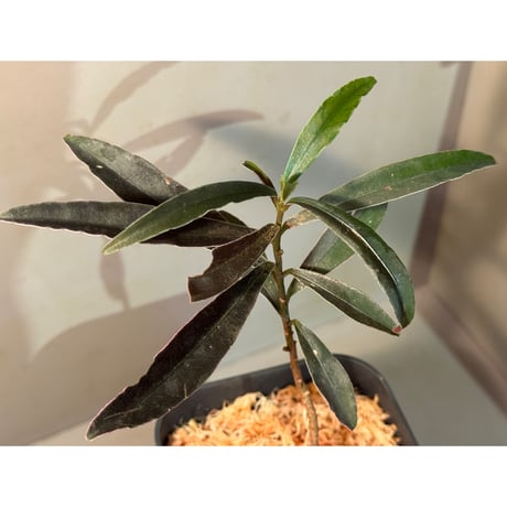Labisia sp. from Kapuas hulu West Kalimantan