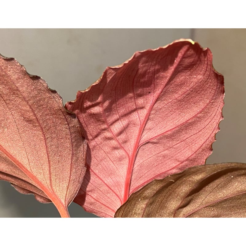 Homalomena sp. Homalomena sp.