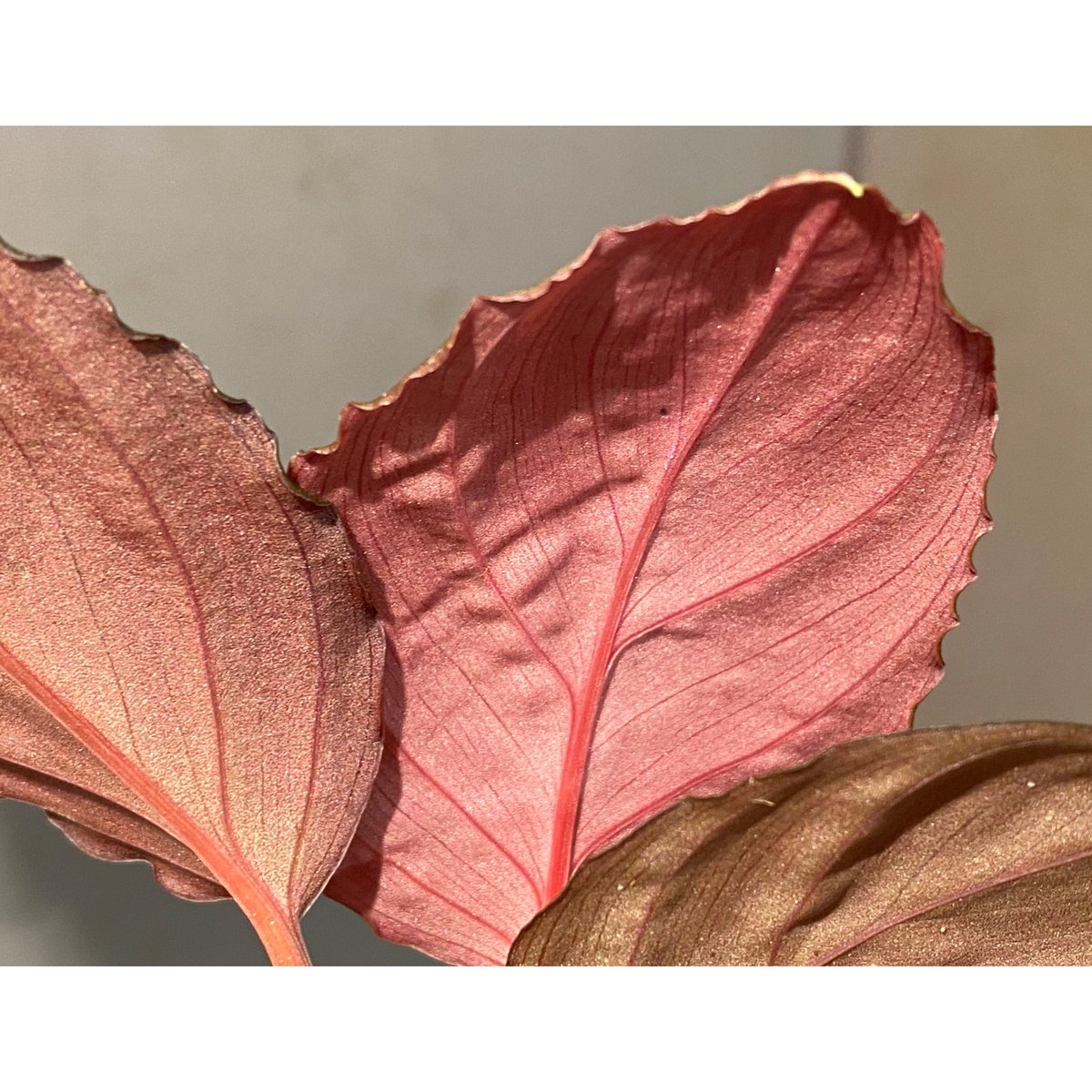 Homalomena from Kalimantan Barat ホマロメナ Homalomena sp. 