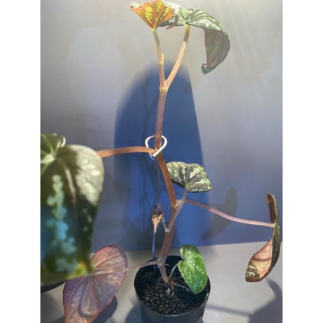 Begonia variabilis from Dabong [TK150717]