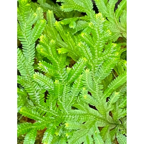 Selaginella biformis [STRINGE PLANTS]
