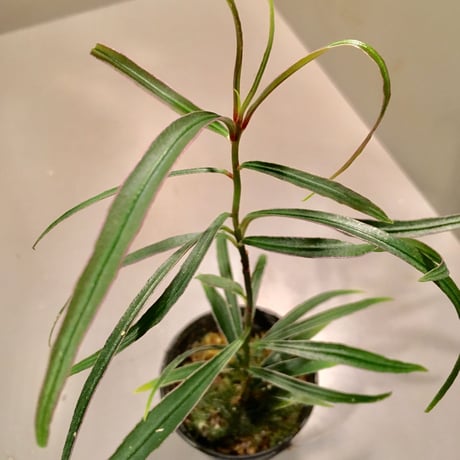 Ardisia sp. from Kapuas Hulu  Kalimantan barat