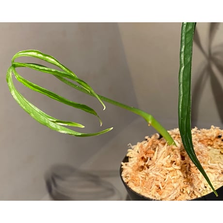 Anthurium aff. eminens ②