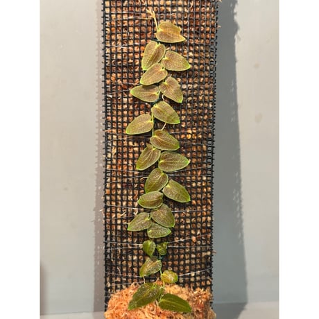 Pothos barberianus from Kapuas fulu West Kalimantan